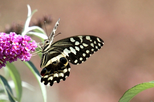 2020 04 15 IMG_5509 Citrus Swallowtail Papilio demodocus
