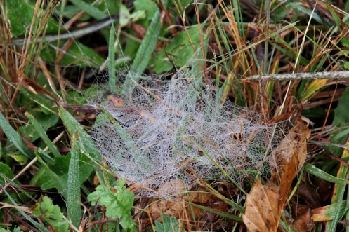 2020 04 24 IMG_5579 Black and white hammock-web spider, Microlinyphia sterilis, family Linyphiidae