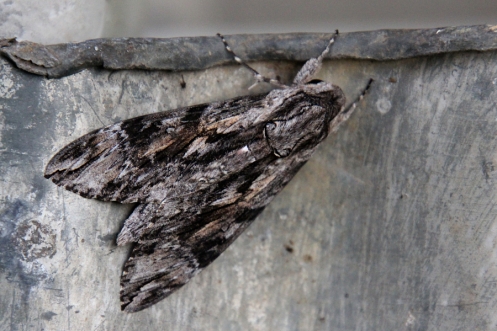 2020 04 27 IMG_5660 Fulvous Hawk Moth Coelonia fulvinotata