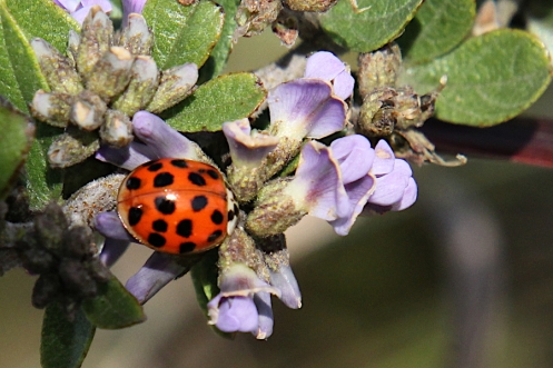 2020 04 29 IMG_5680 Ladybird beetle on Otholobium polysictum